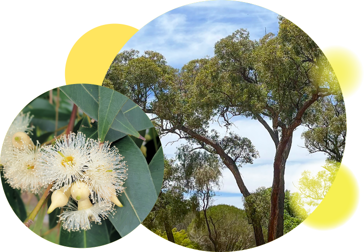 Retained Marri and Jarrah Trees